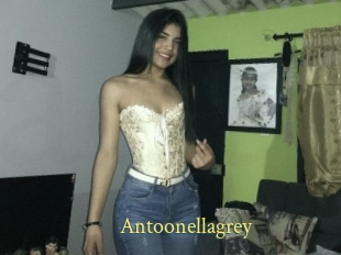 Antoonellagrey