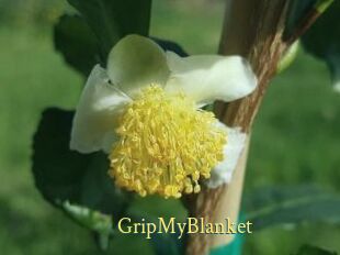 GripMyBlanket