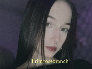 Primrosebranch