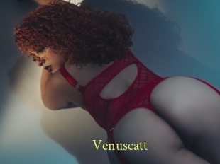 Venuscatt